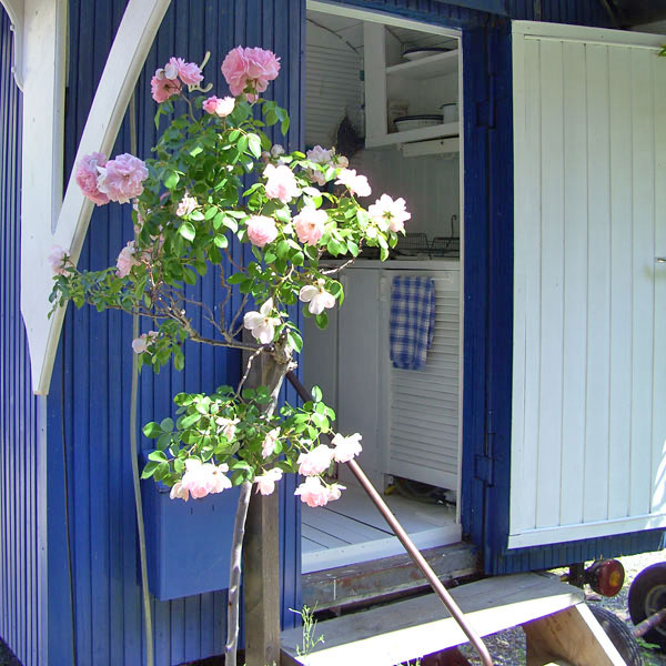Bootsscheune Ferienwohnungen: Zirkuswagen Eingangsbereich mit Rose